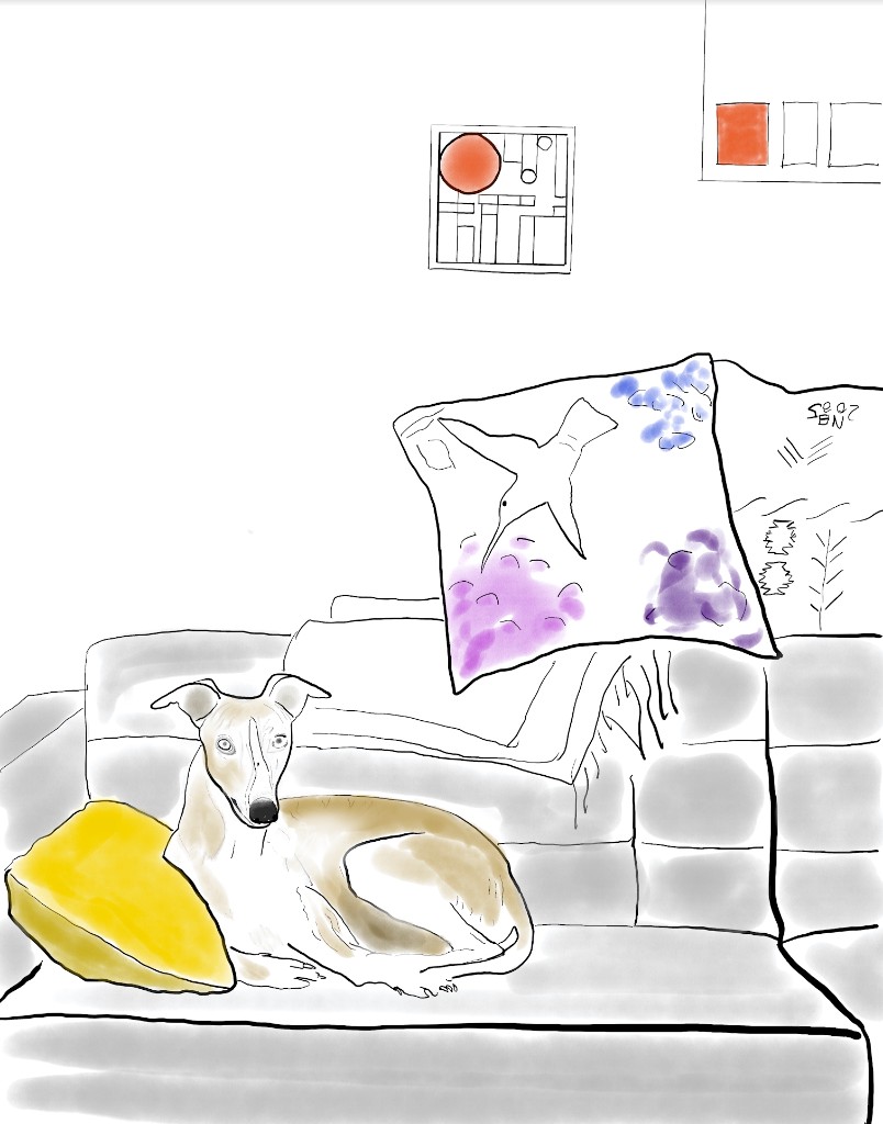 Dog on sofa