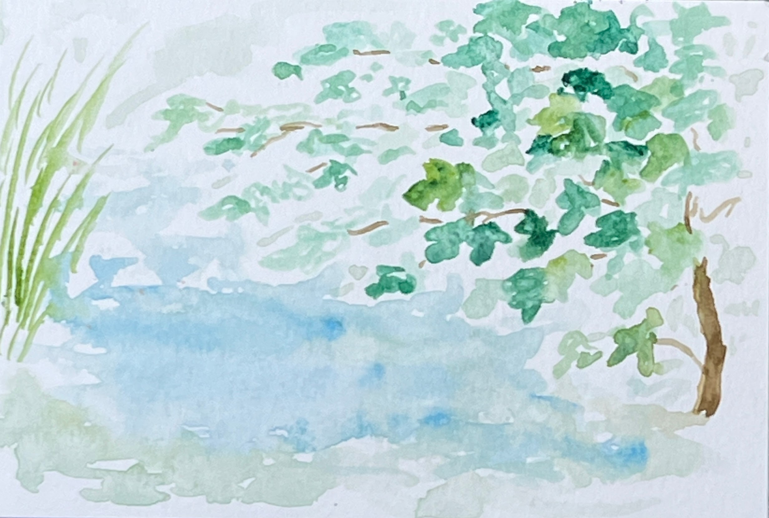 Fig tree over pond