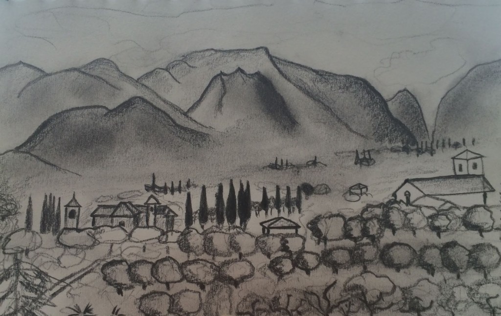 Olive plantation